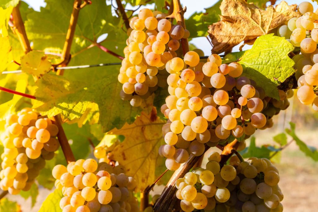 Kloster Eberbach Rieslingtrauben im Rheingau